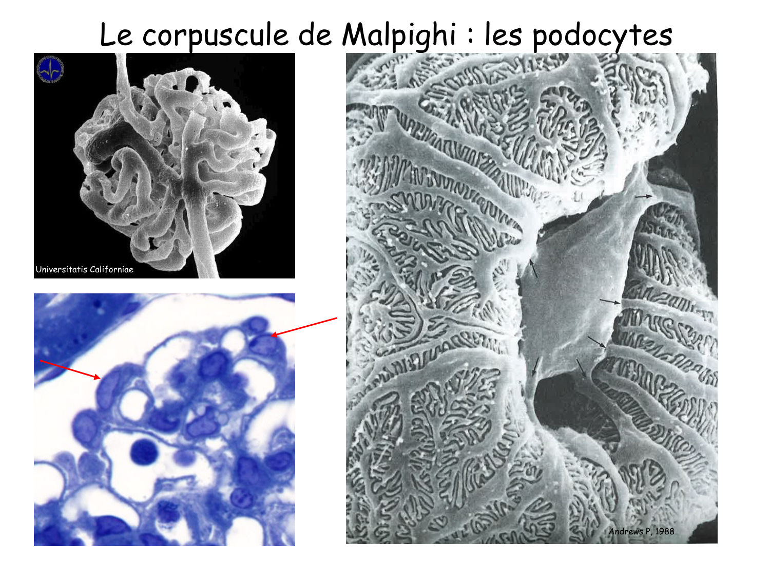 Histologie du système urinaire page 10