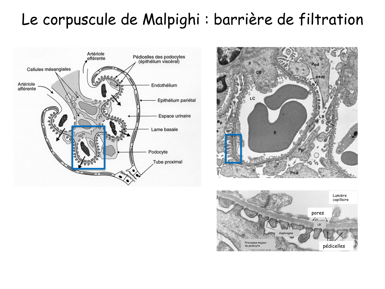 Histologie du système urinaire page 11