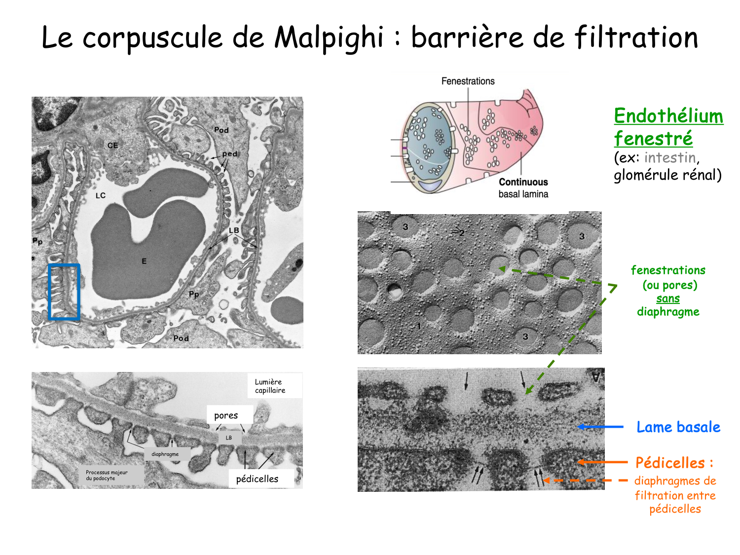 Histologie du système urinaire page 12