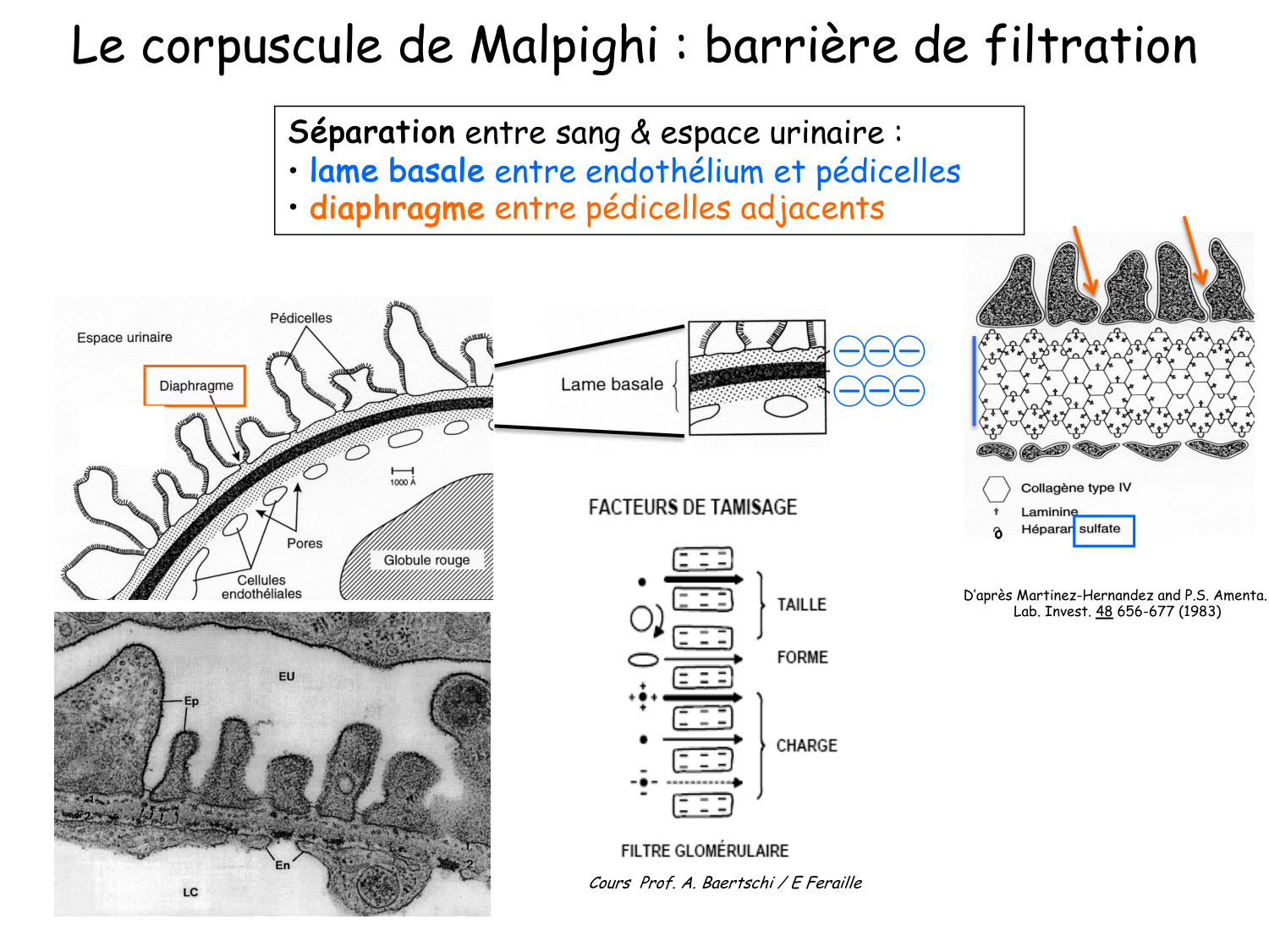 Histologie du système urinaire page 13