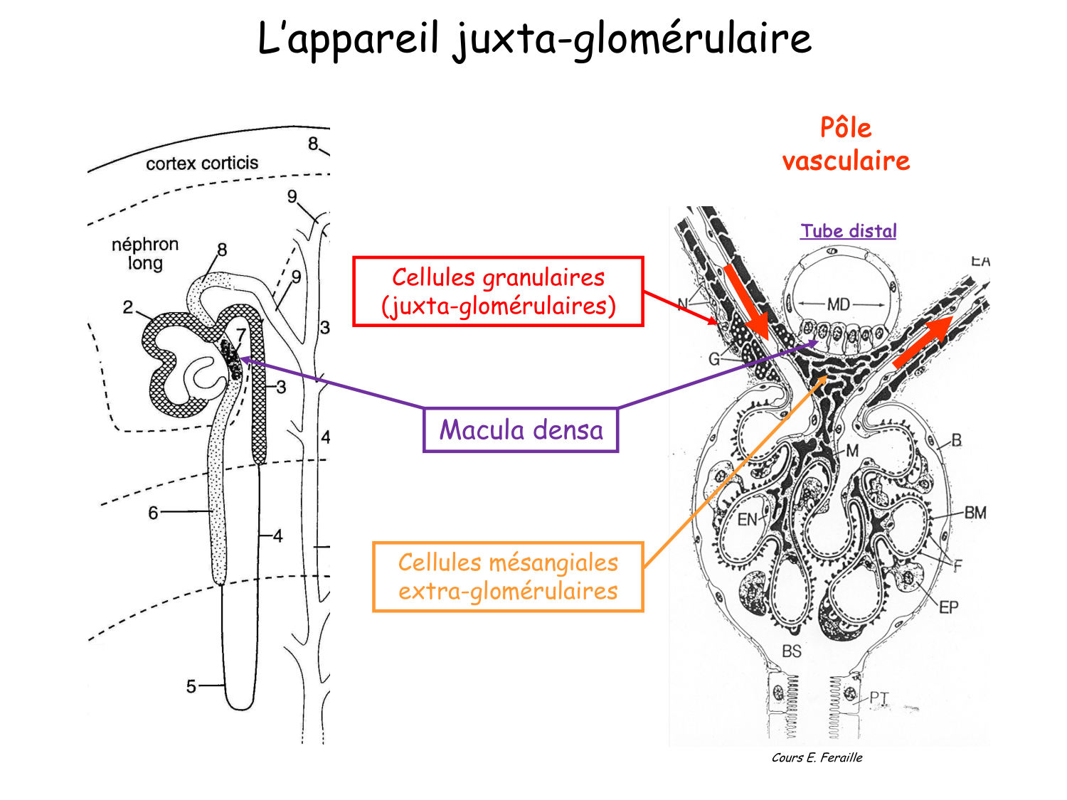 Histologie du système urinaire page 14
