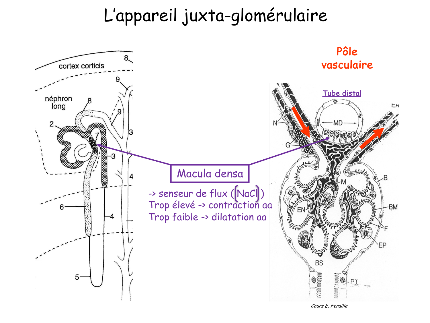 Histologie du système urinaire page 15