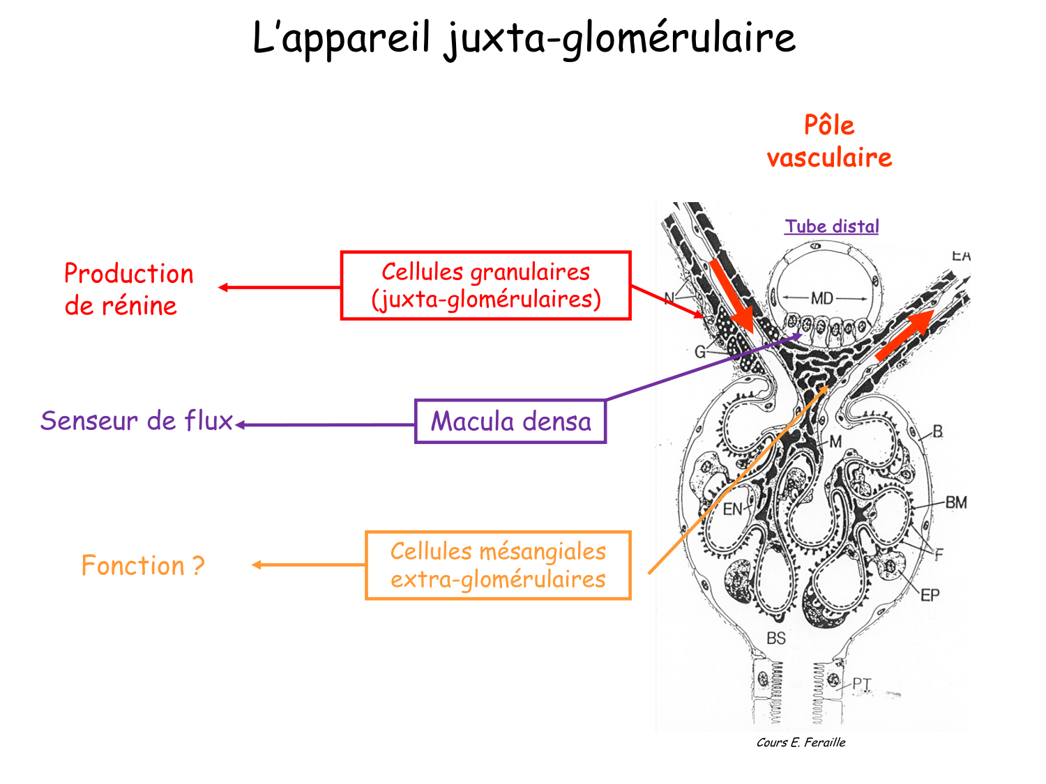 Histologie du système urinaire page 16