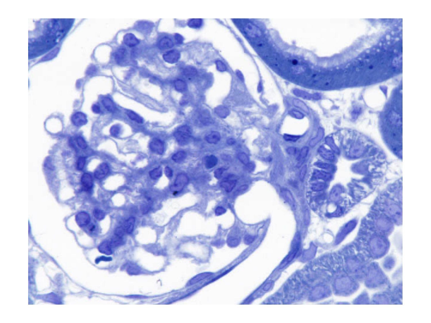 Histologie du système urinaire page 17