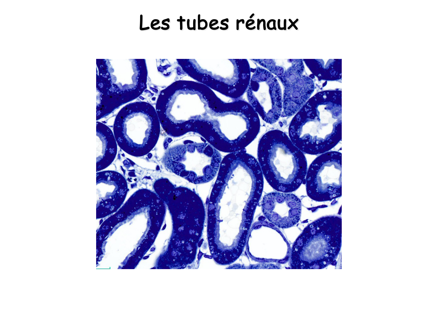 Histologie du système urinaire page 18