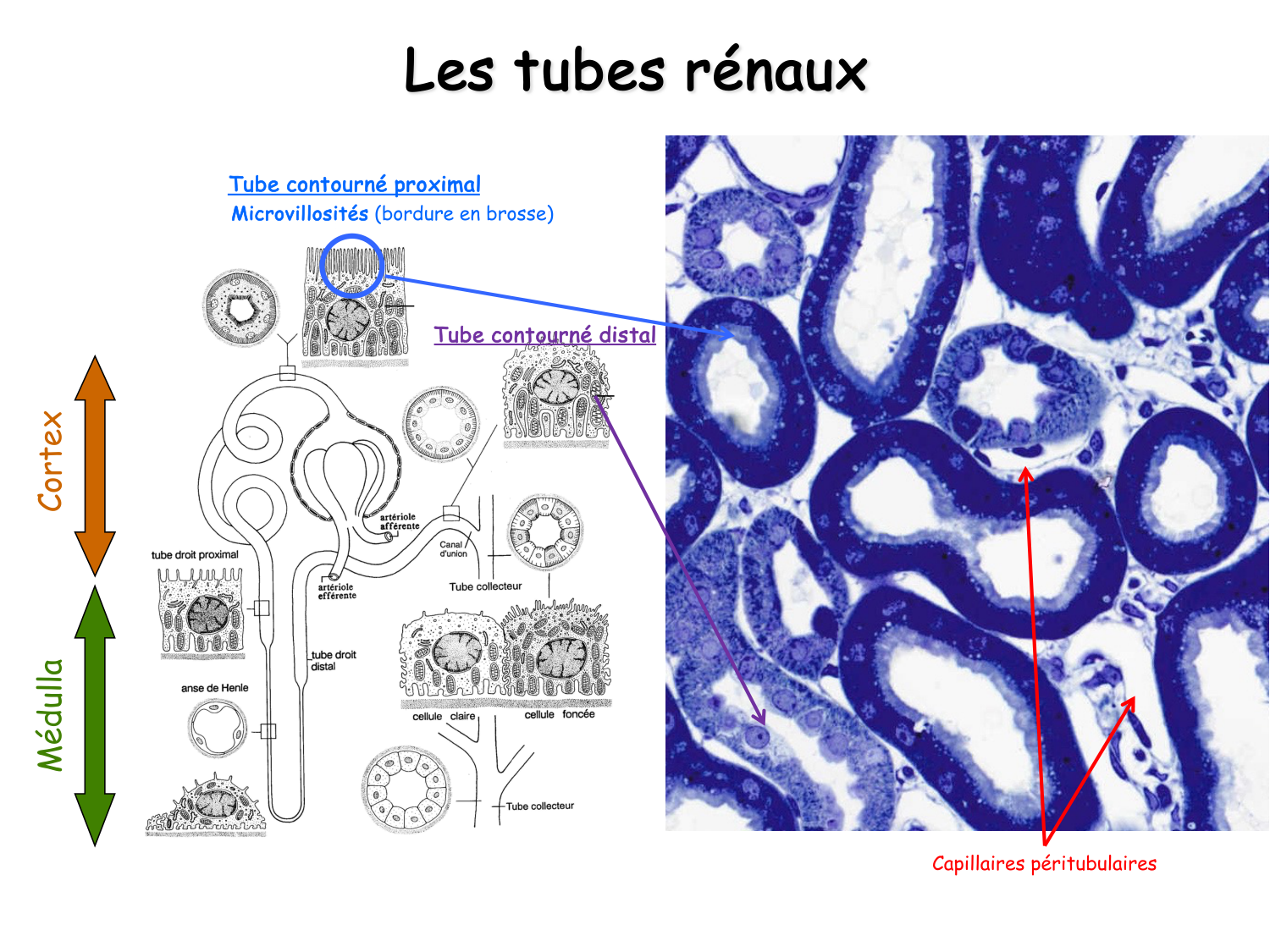 Histologie du système urinaire page 19