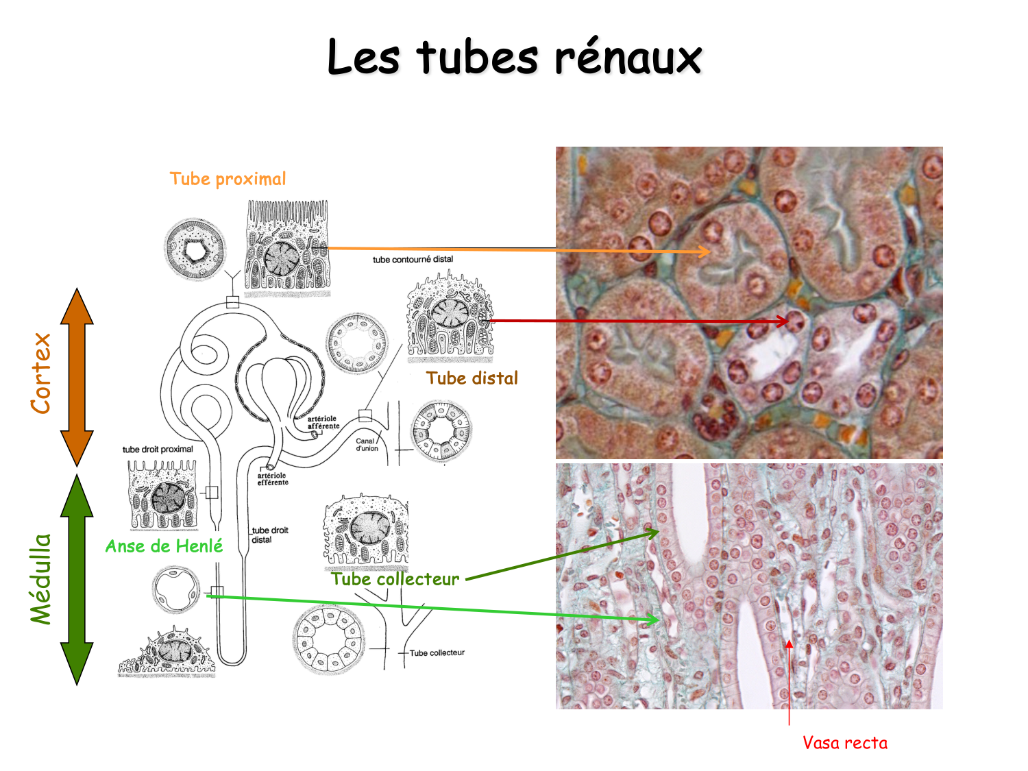 Histologie du système urinaire page 20