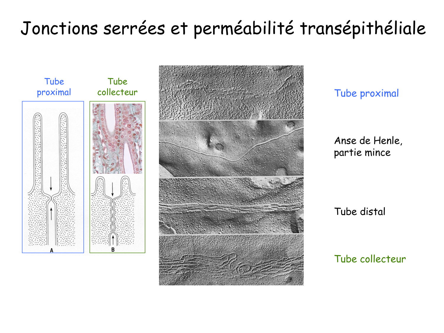 Histologie du système urinaire page 21