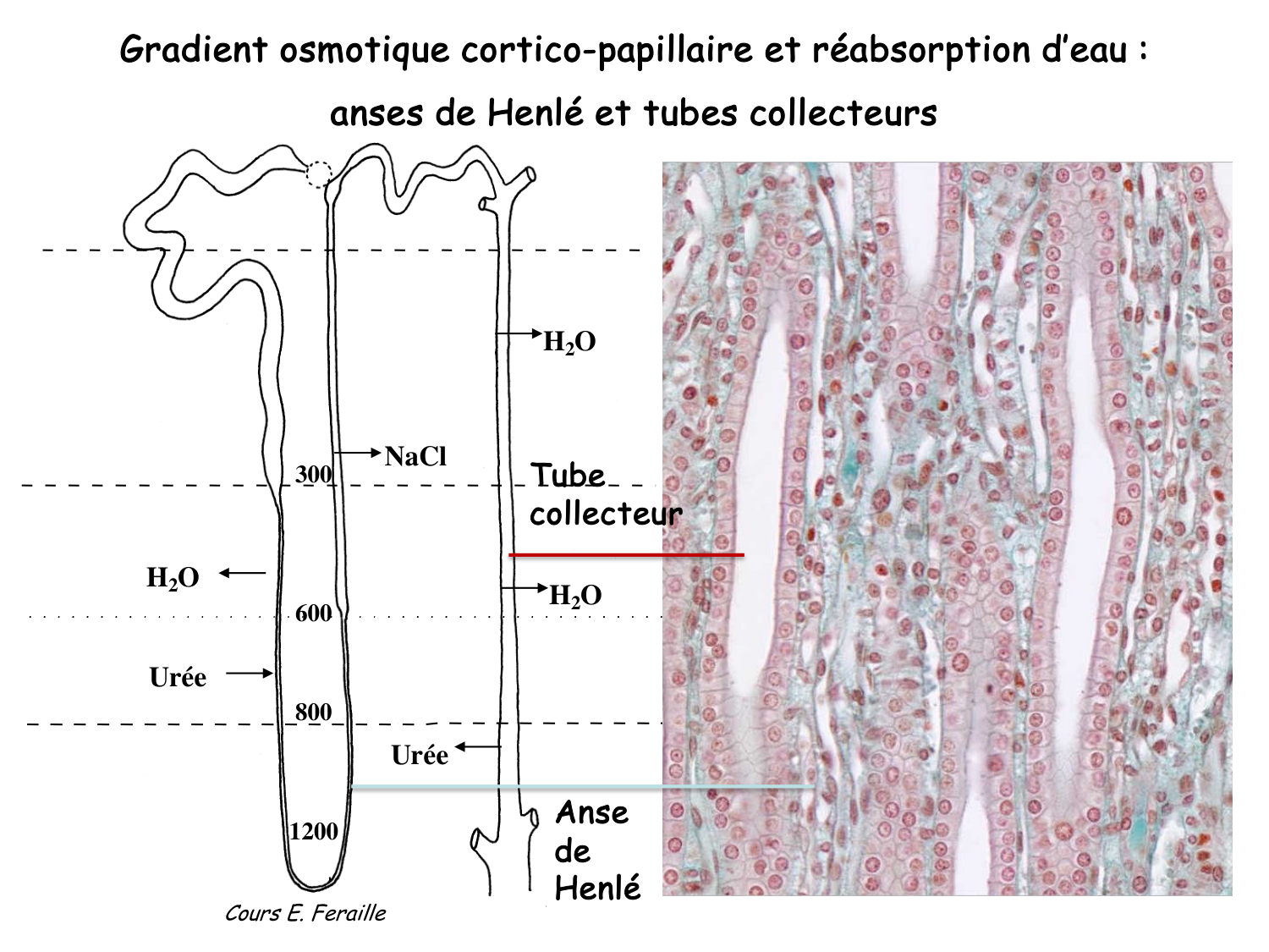 Histologie du système urinaire page 22