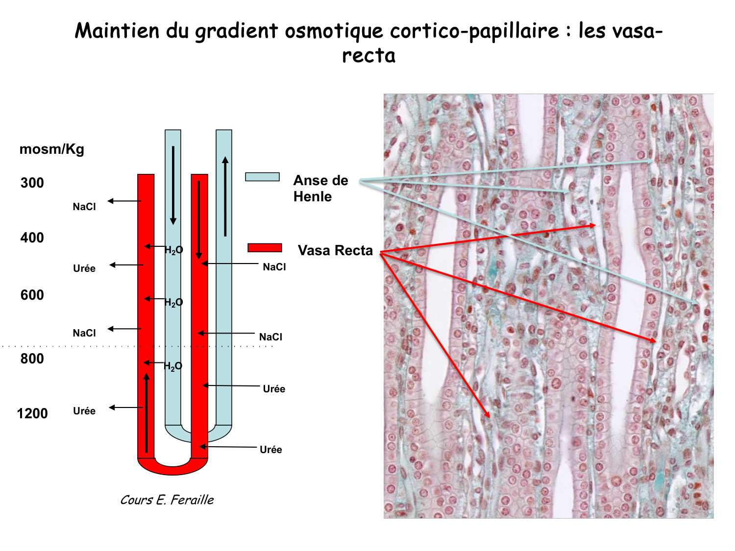 Histologie du système urinaire page 23