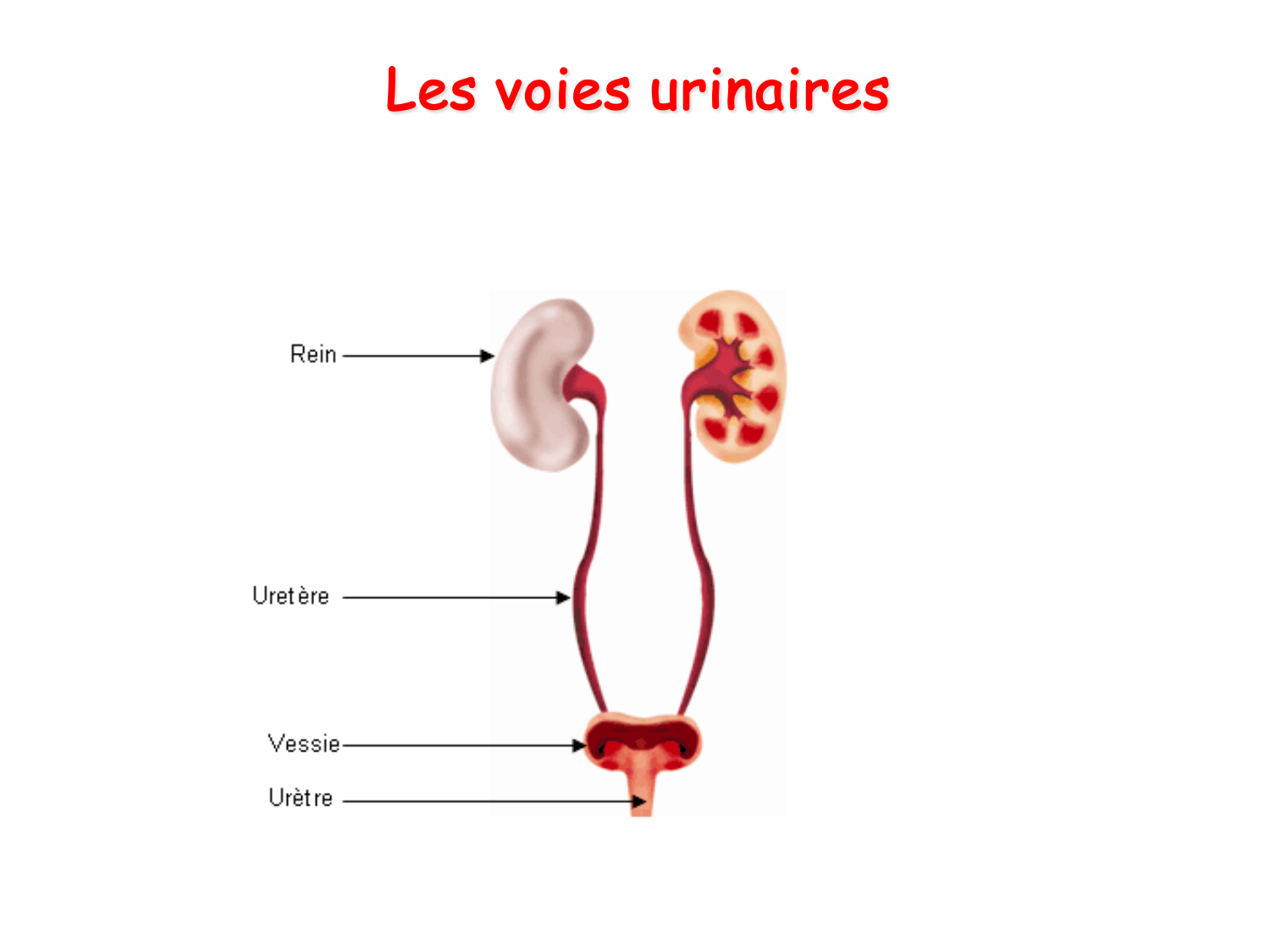 Histologie du système urinaire page 24