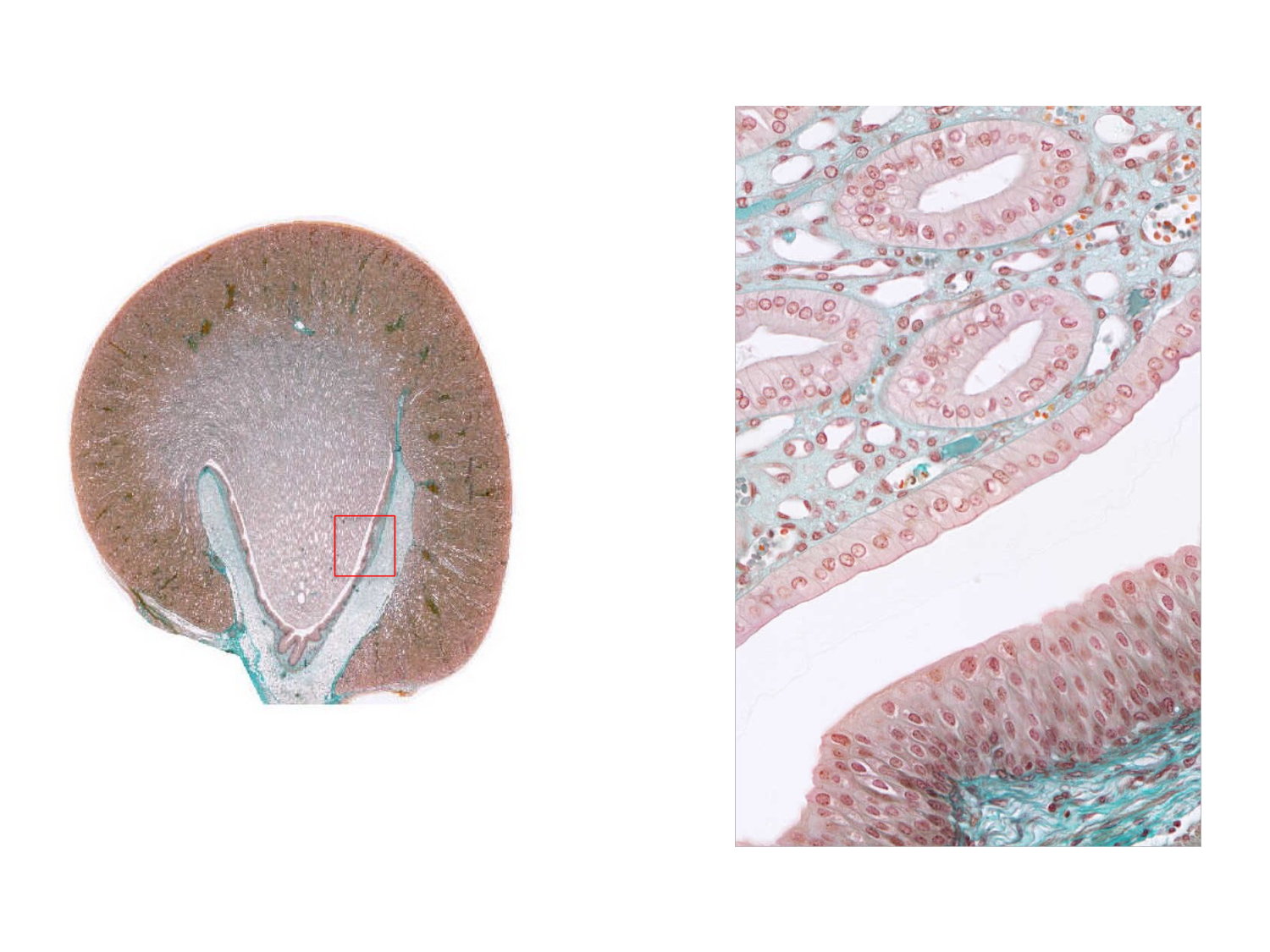 Histologie du système urinaire page 25