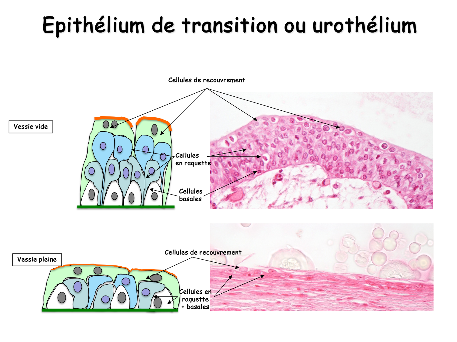 Histologie du système urinaire page 26
