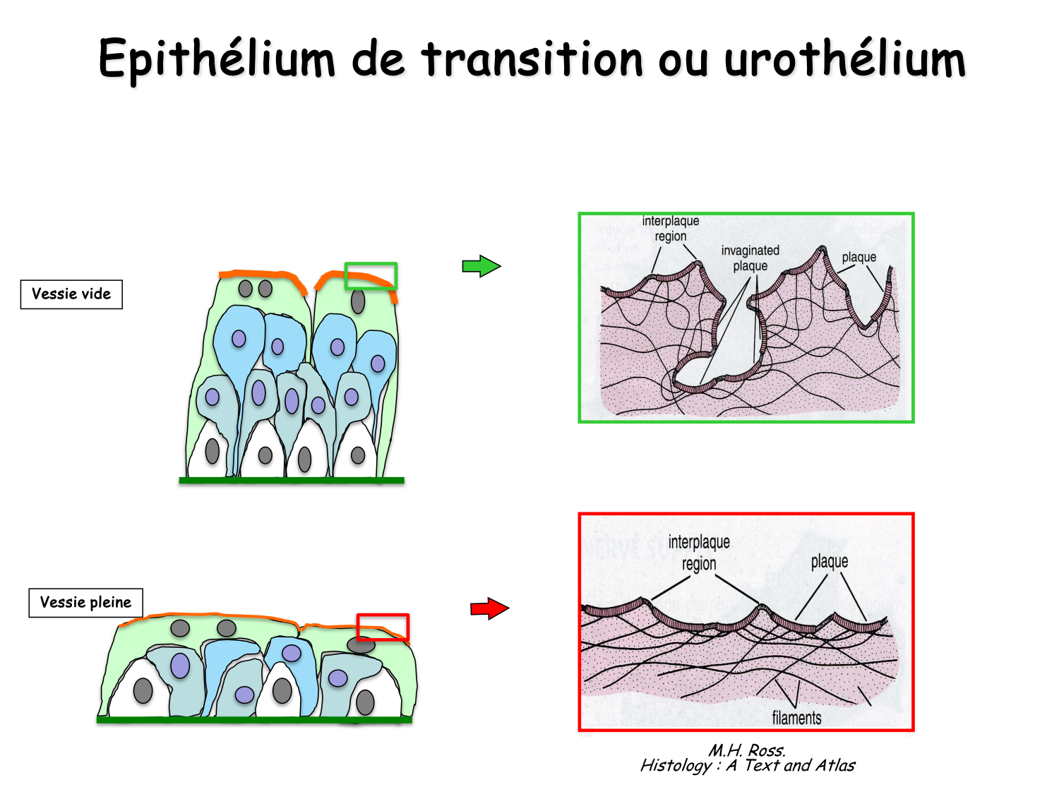 Histologie du système urinaire page 27