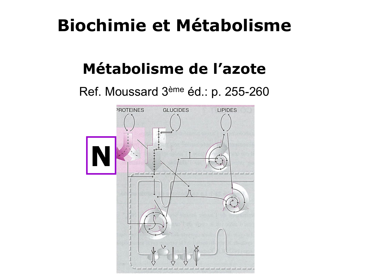 Métabolisme de l’azote page 1