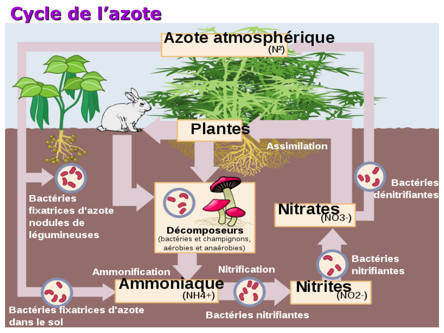 Métabolisme de l’azote page 4