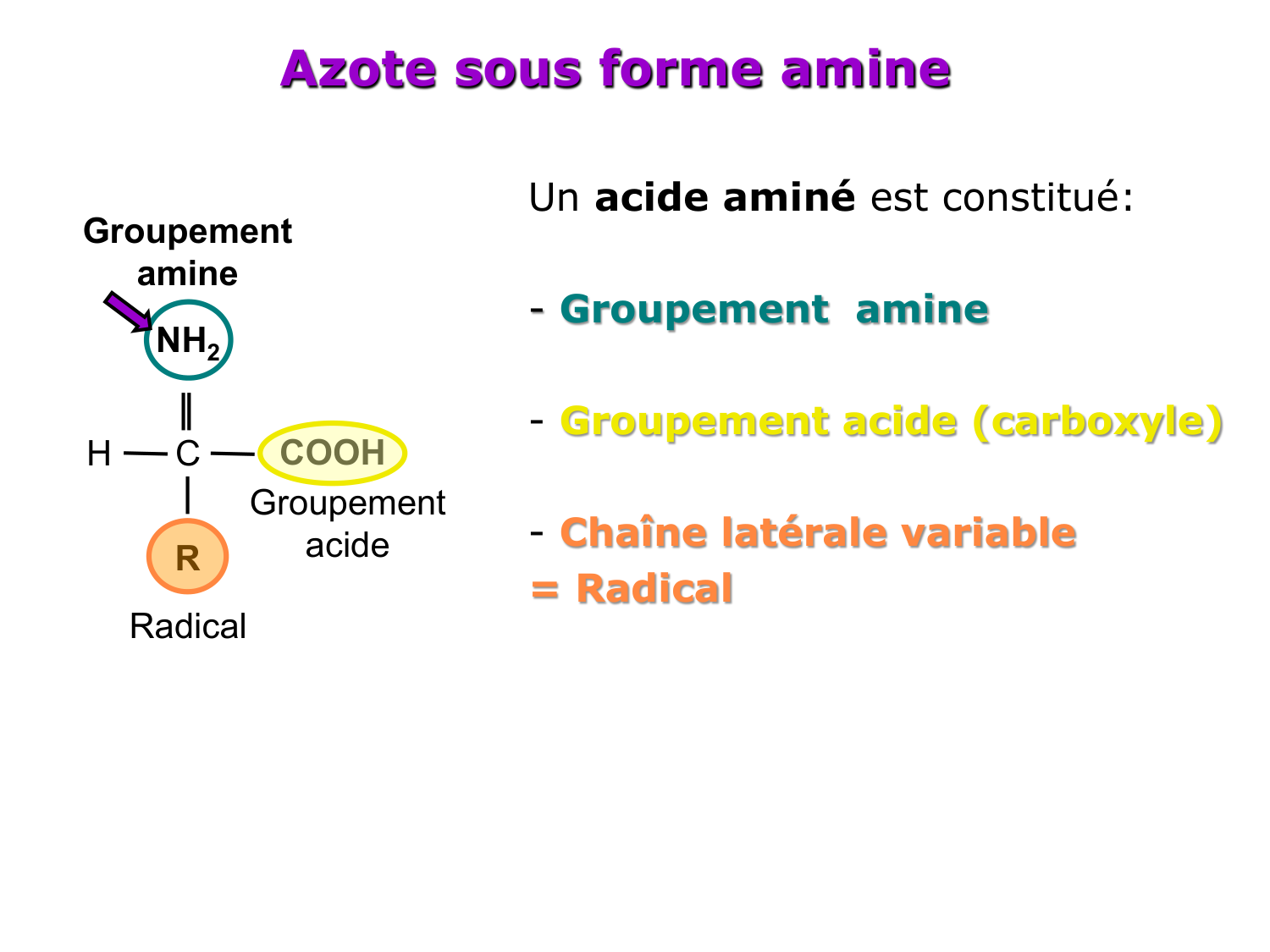 Métabolisme de l’azote page 7