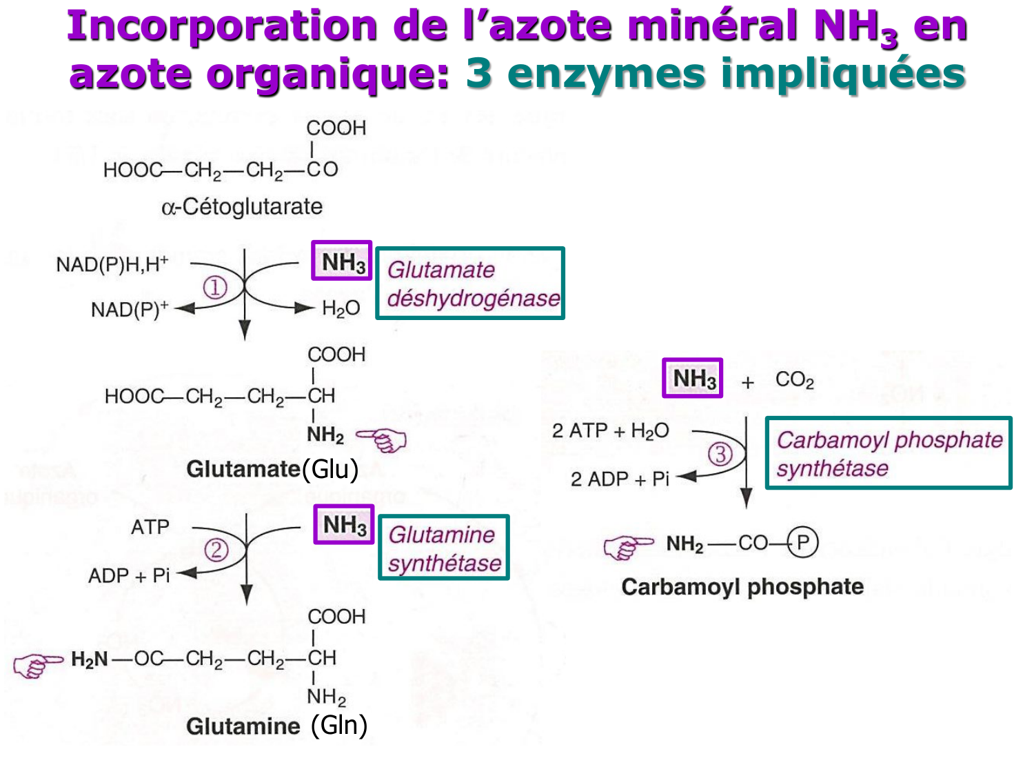 Métabolisme de l’azote page 8
