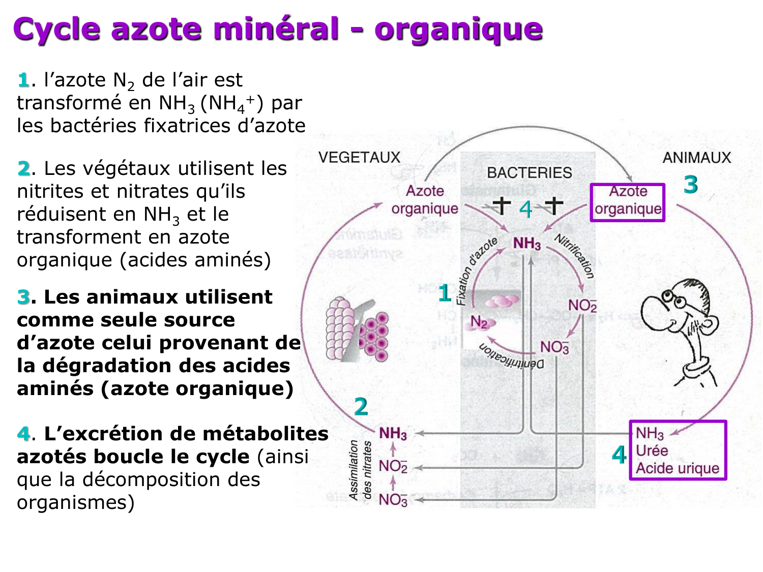Métabolisme de l’azote page 9