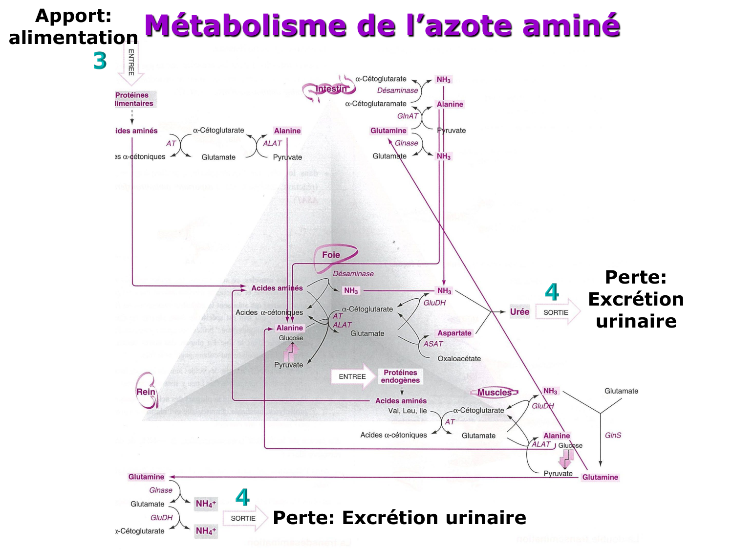 Métabolisme de l’azote page 10