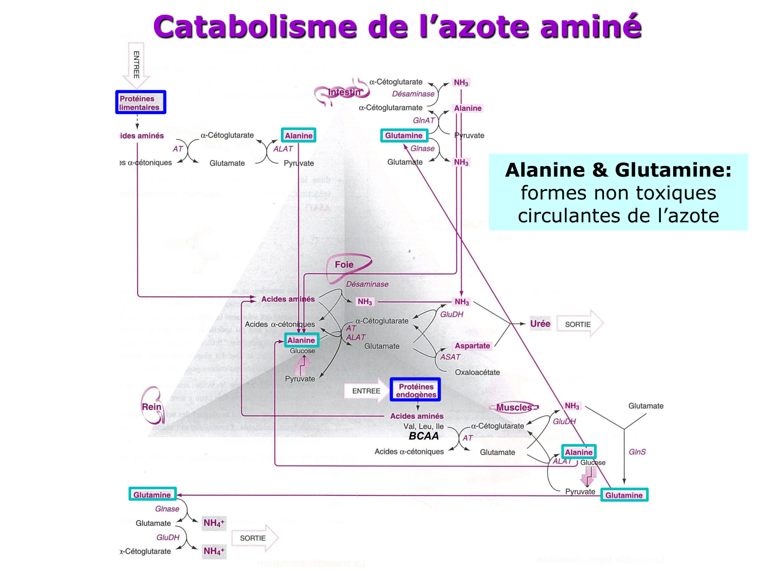 Métabolisme de l’azote page 12