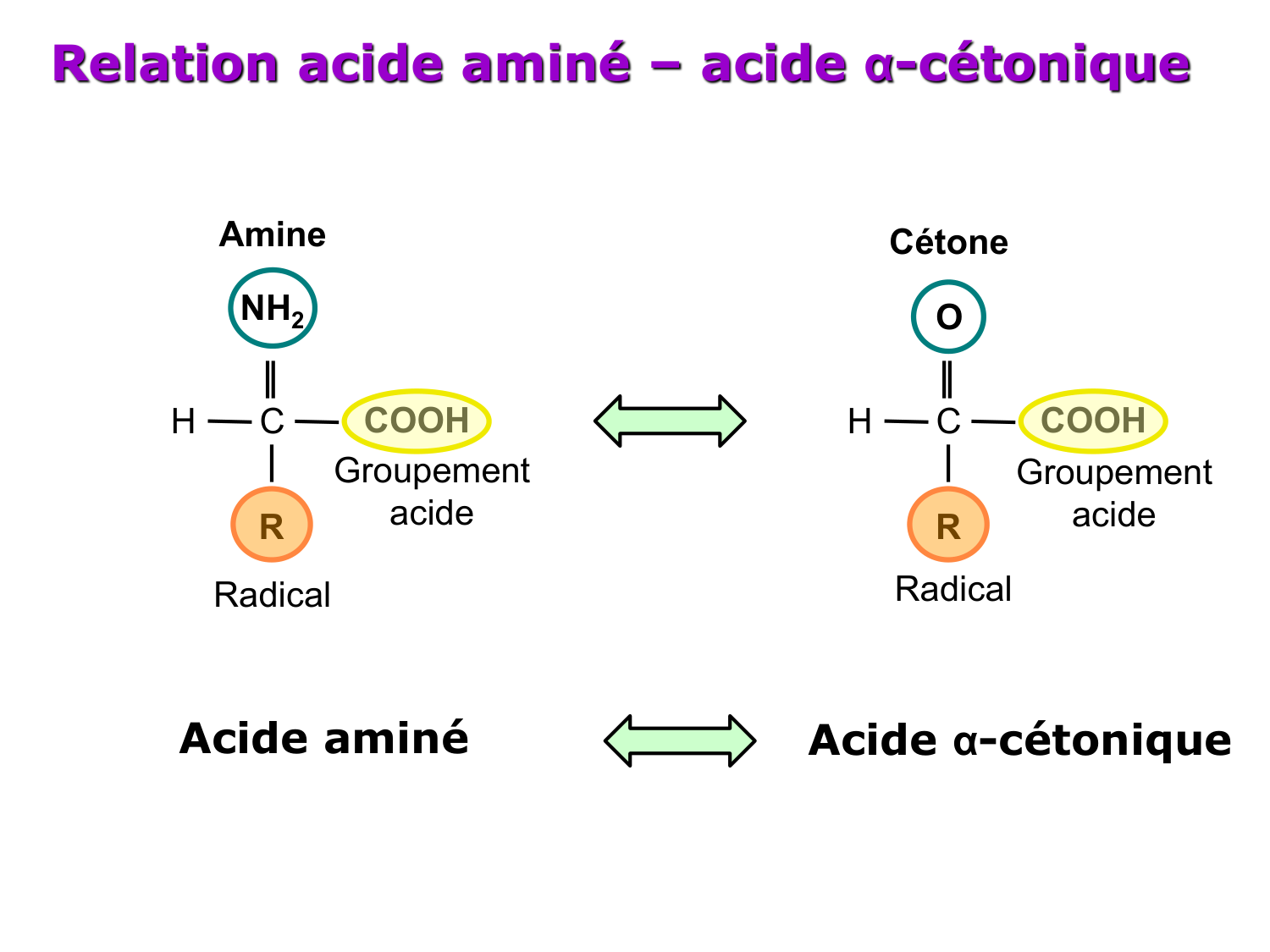 Métabolisme de l’azote page 13