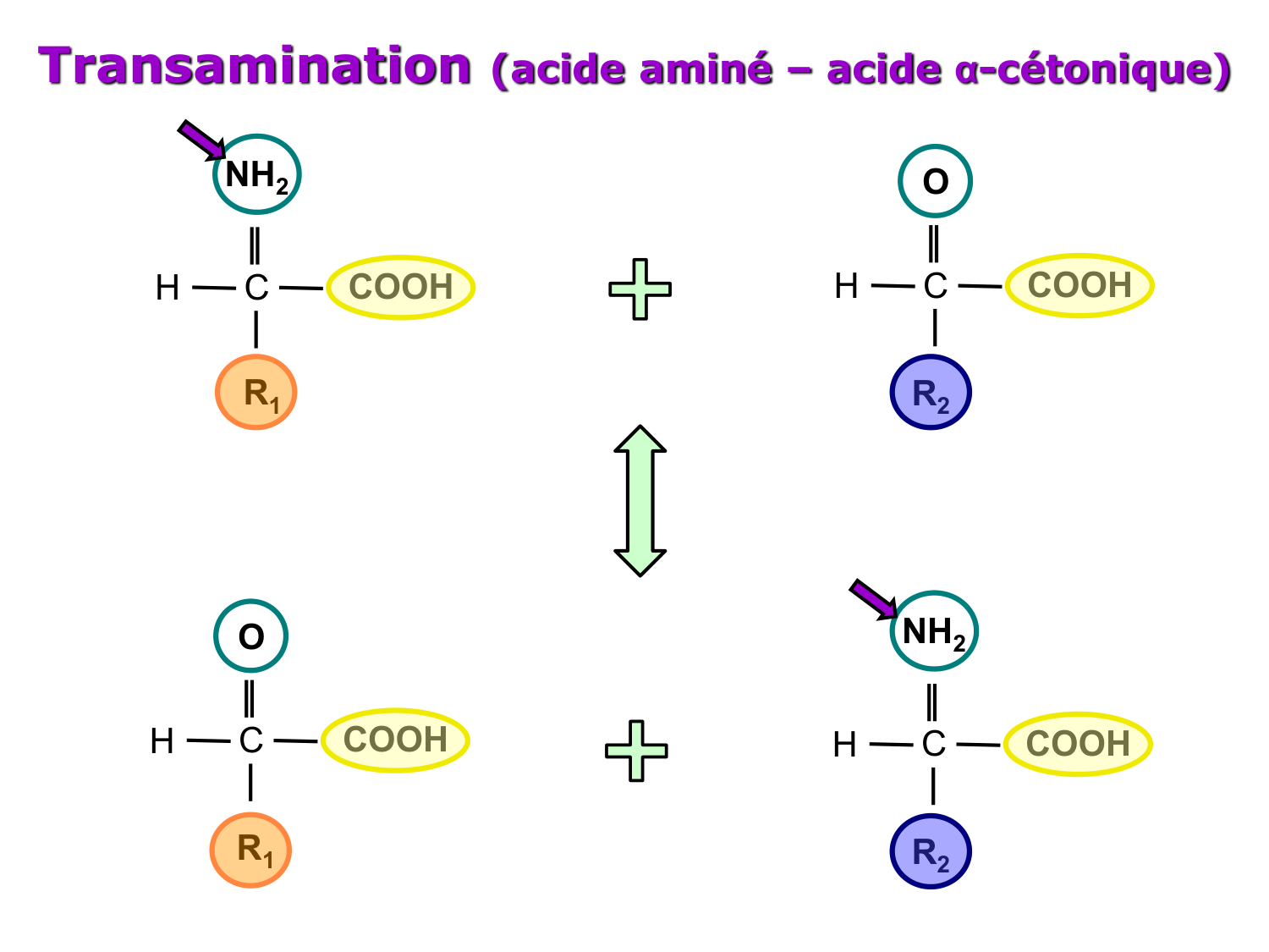Métabolisme de l’azote page 14