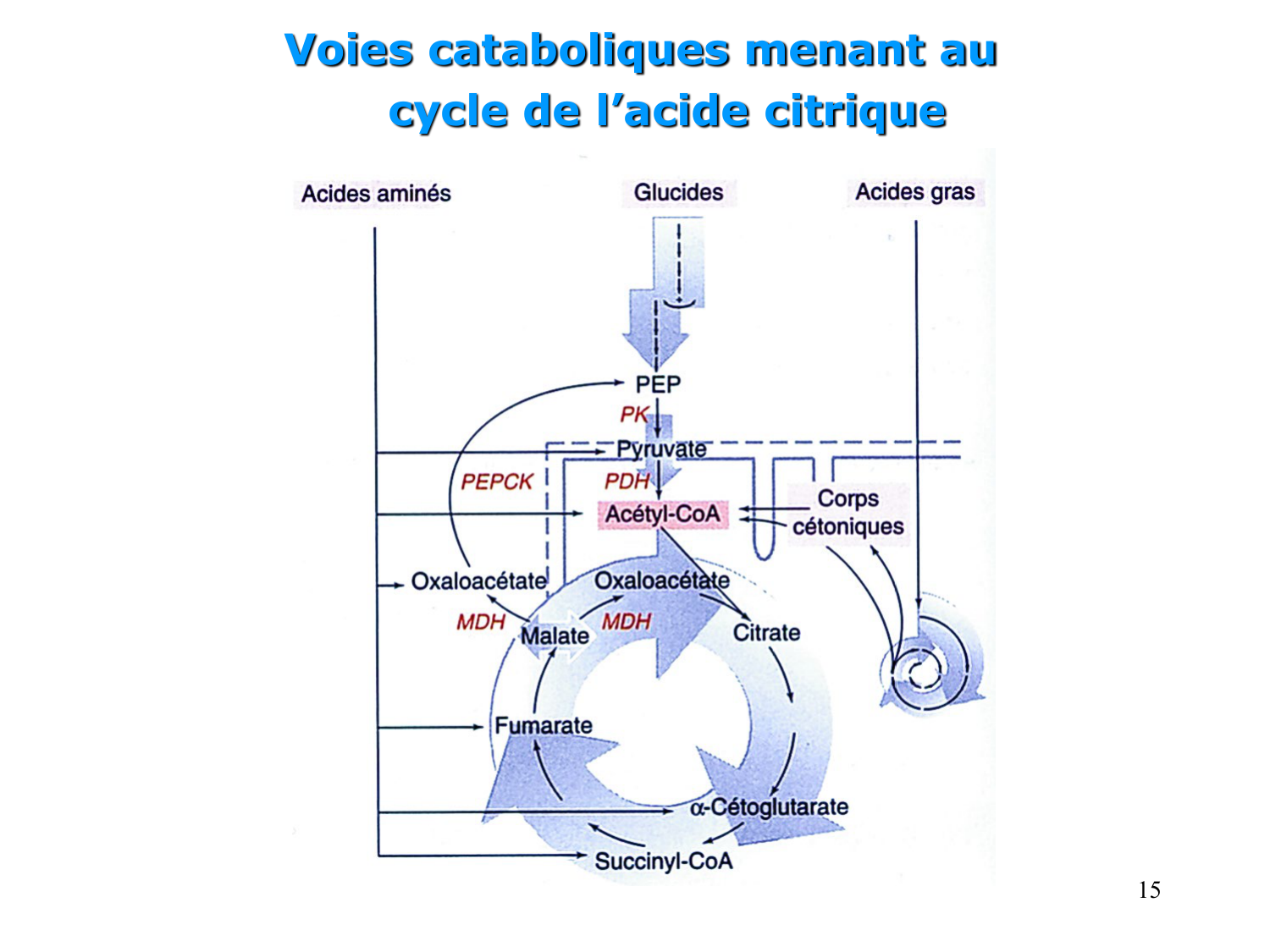 Métabolisme de l’azote page 15