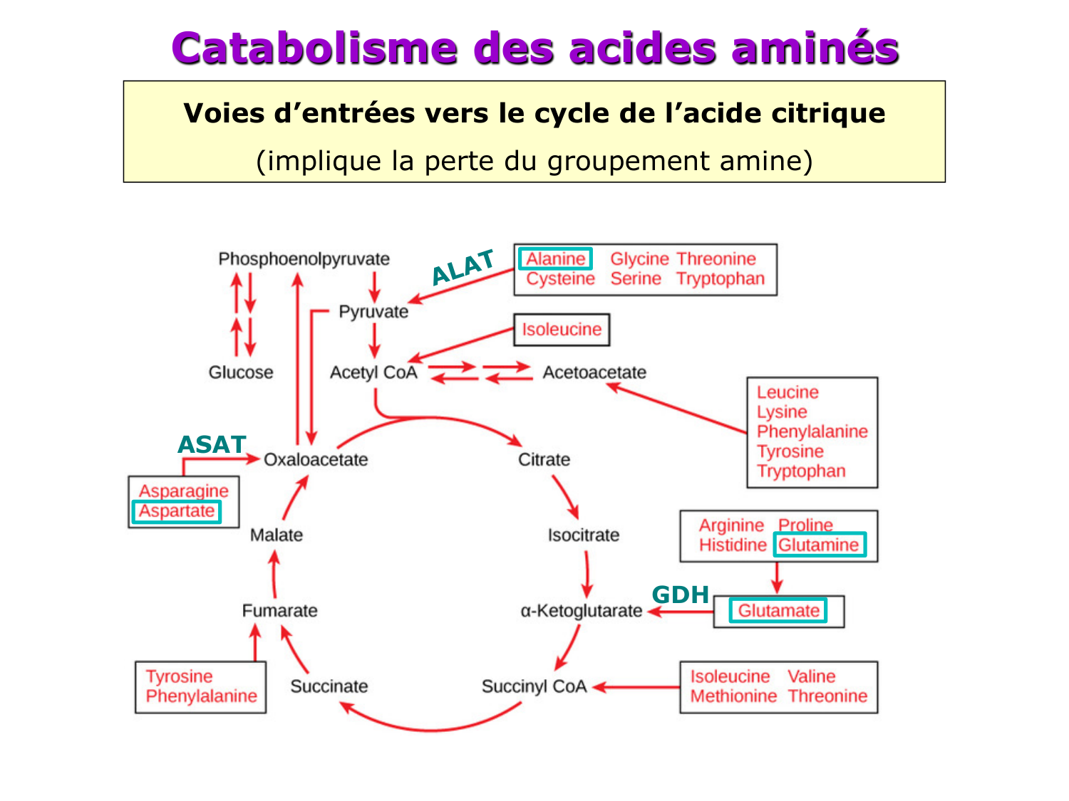 Métabolisme de l’azote page 16