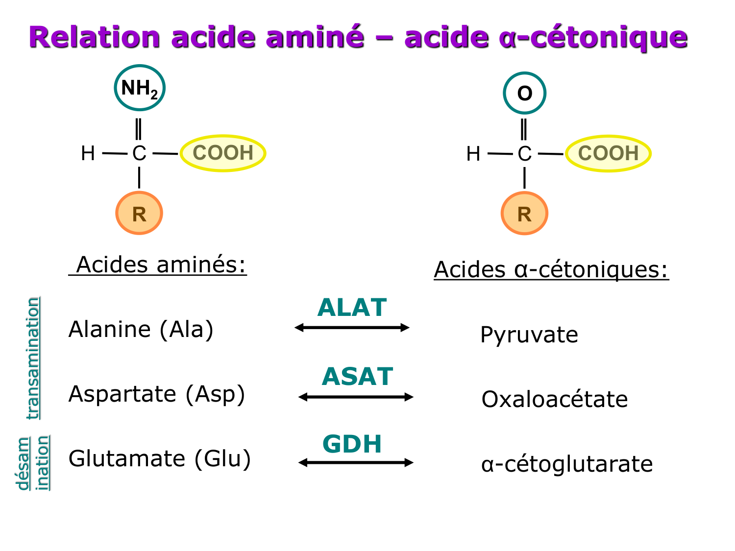 Métabolisme de l’azote page 17