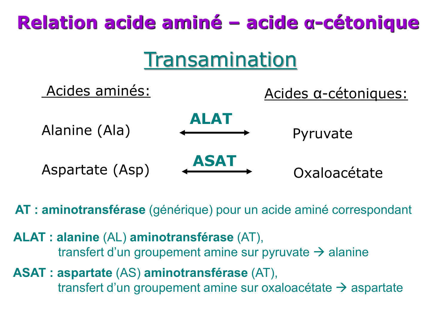 Métabolisme de l’azote page 18