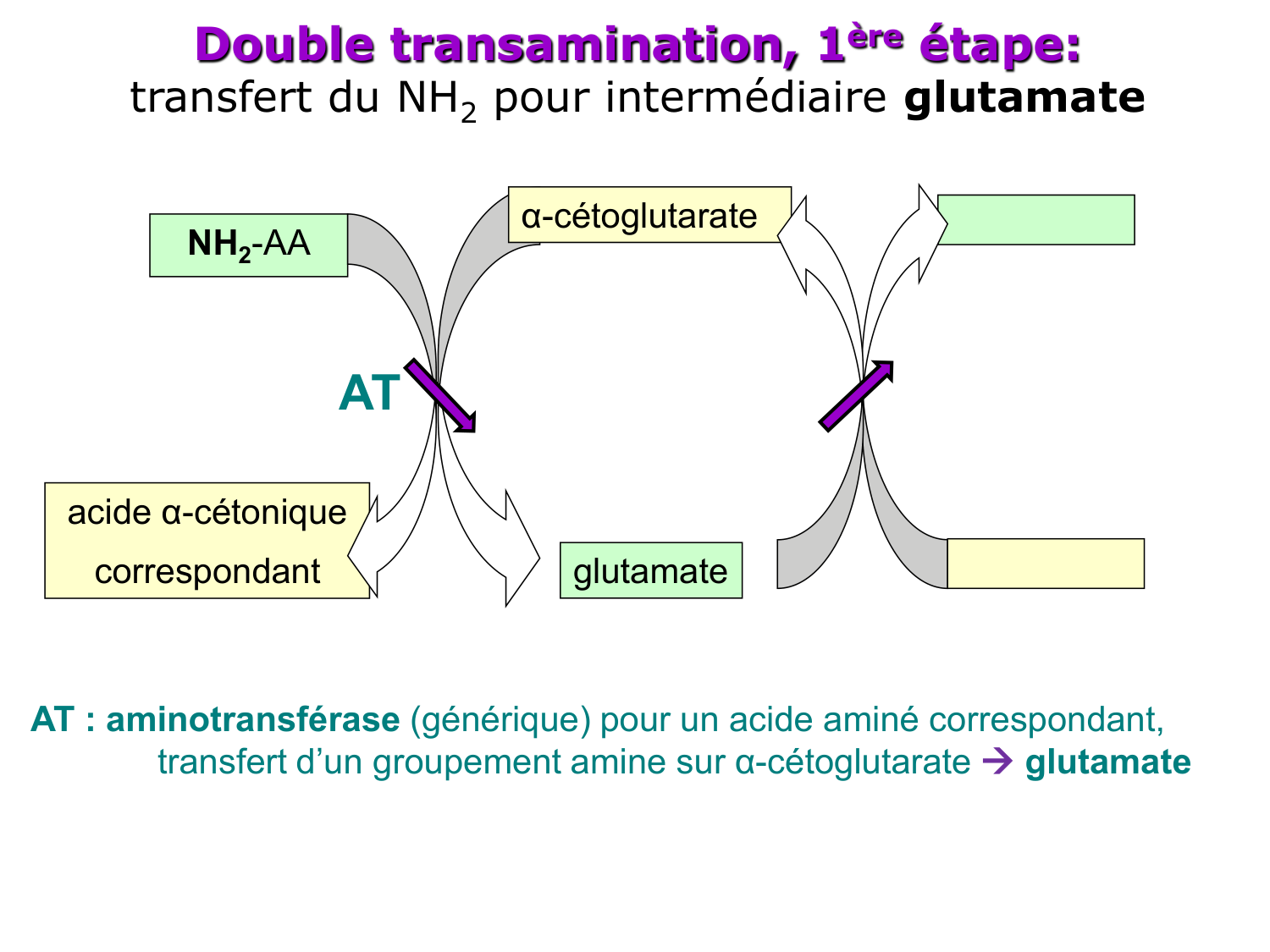 Métabolisme de l’azote page 19