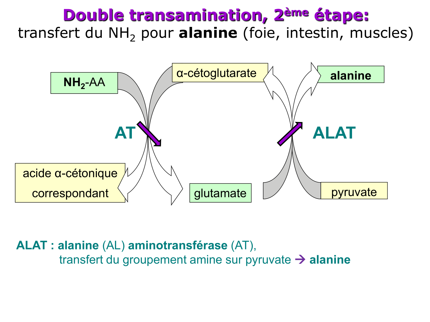Métabolisme de l’azote page 20