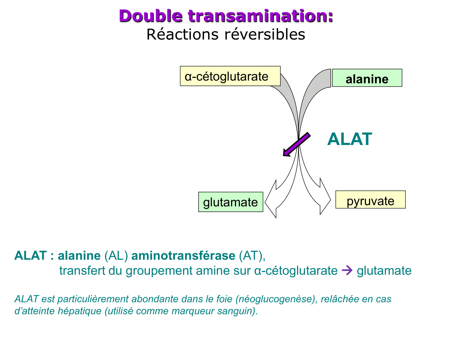 Métabolisme de l’azote page 21