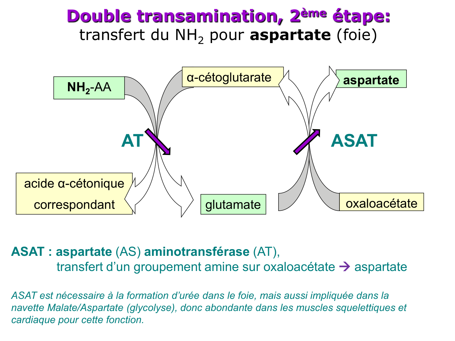 Métabolisme de l’azote page 22