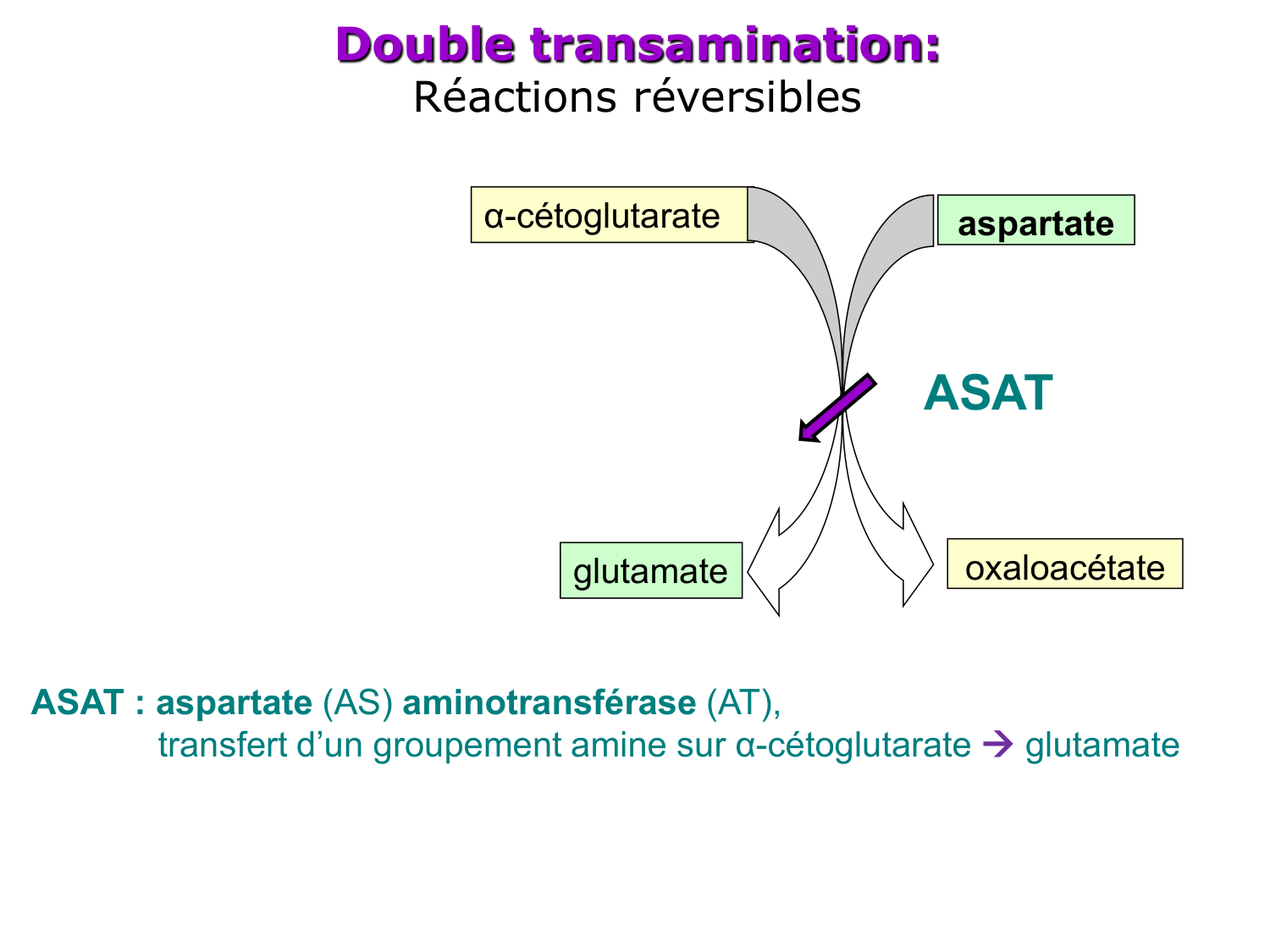Métabolisme de l’azote page 23