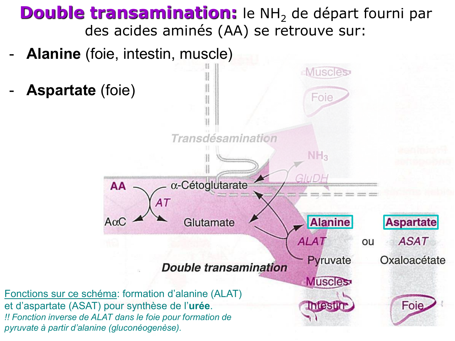 Métabolisme de l’azote page 24