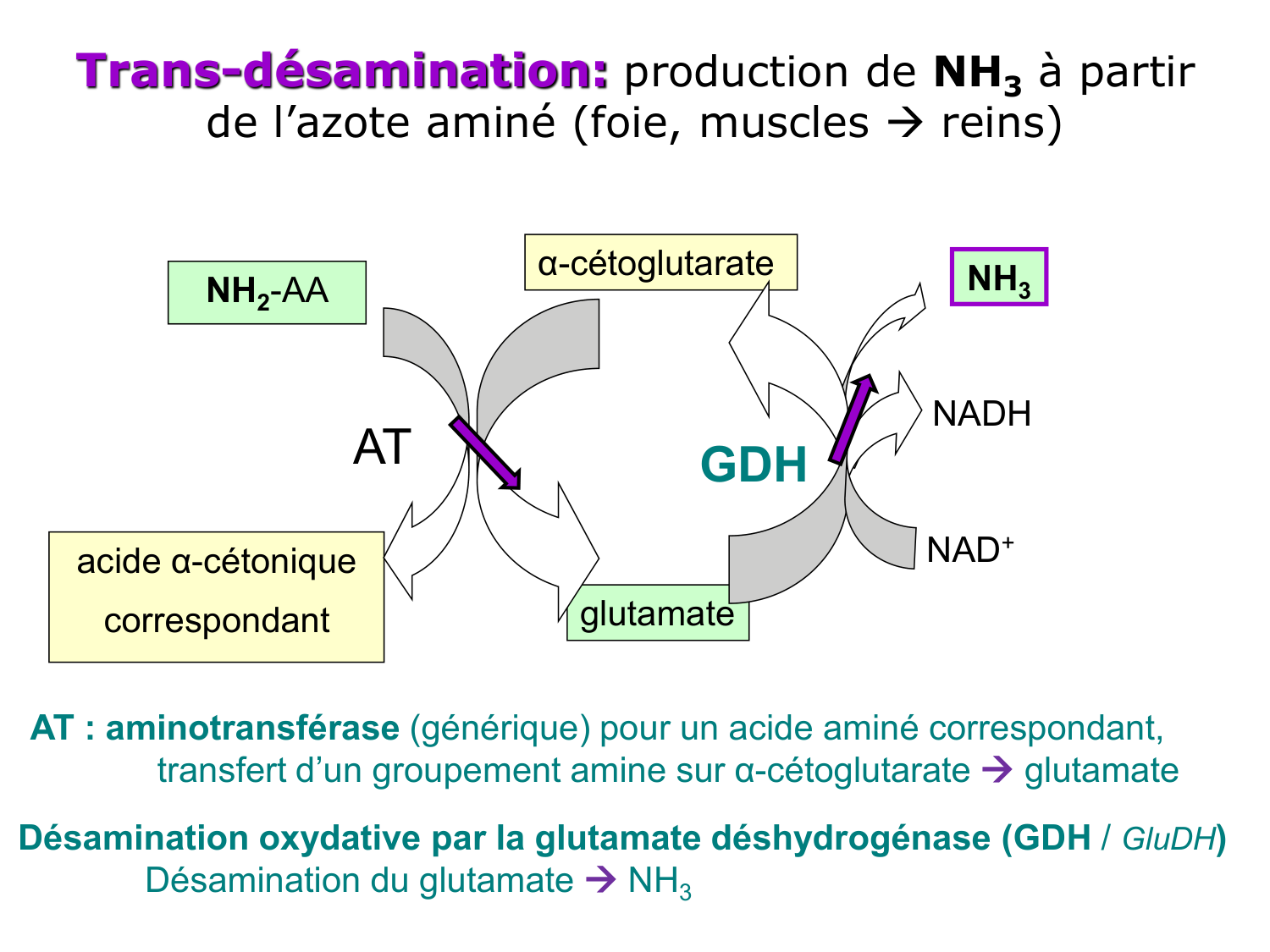 Métabolisme de l’azote page 25