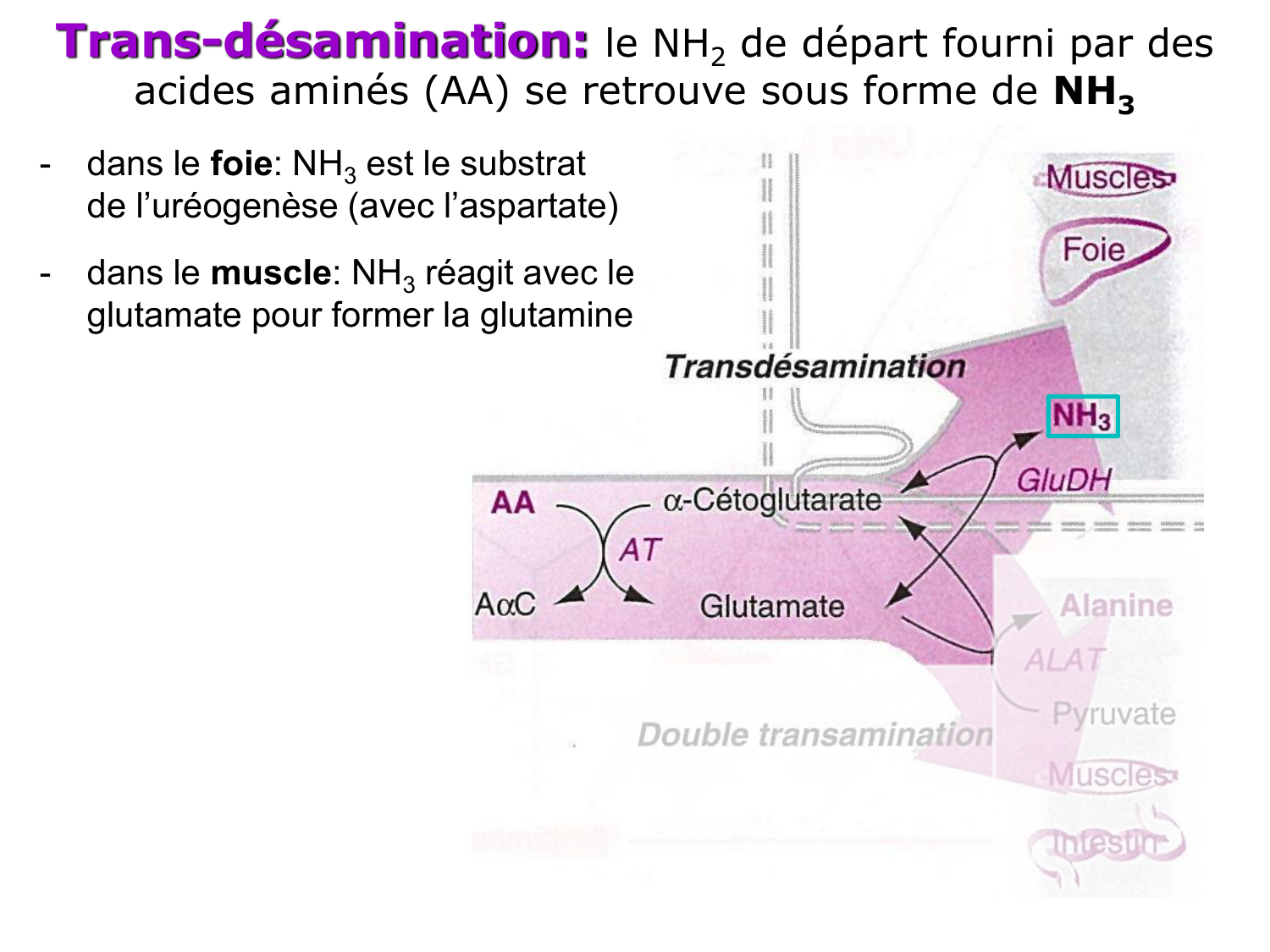 Métabolisme de l’azote page 26