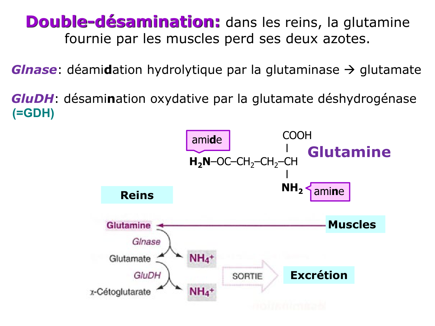 Métabolisme de l’azote page 27
