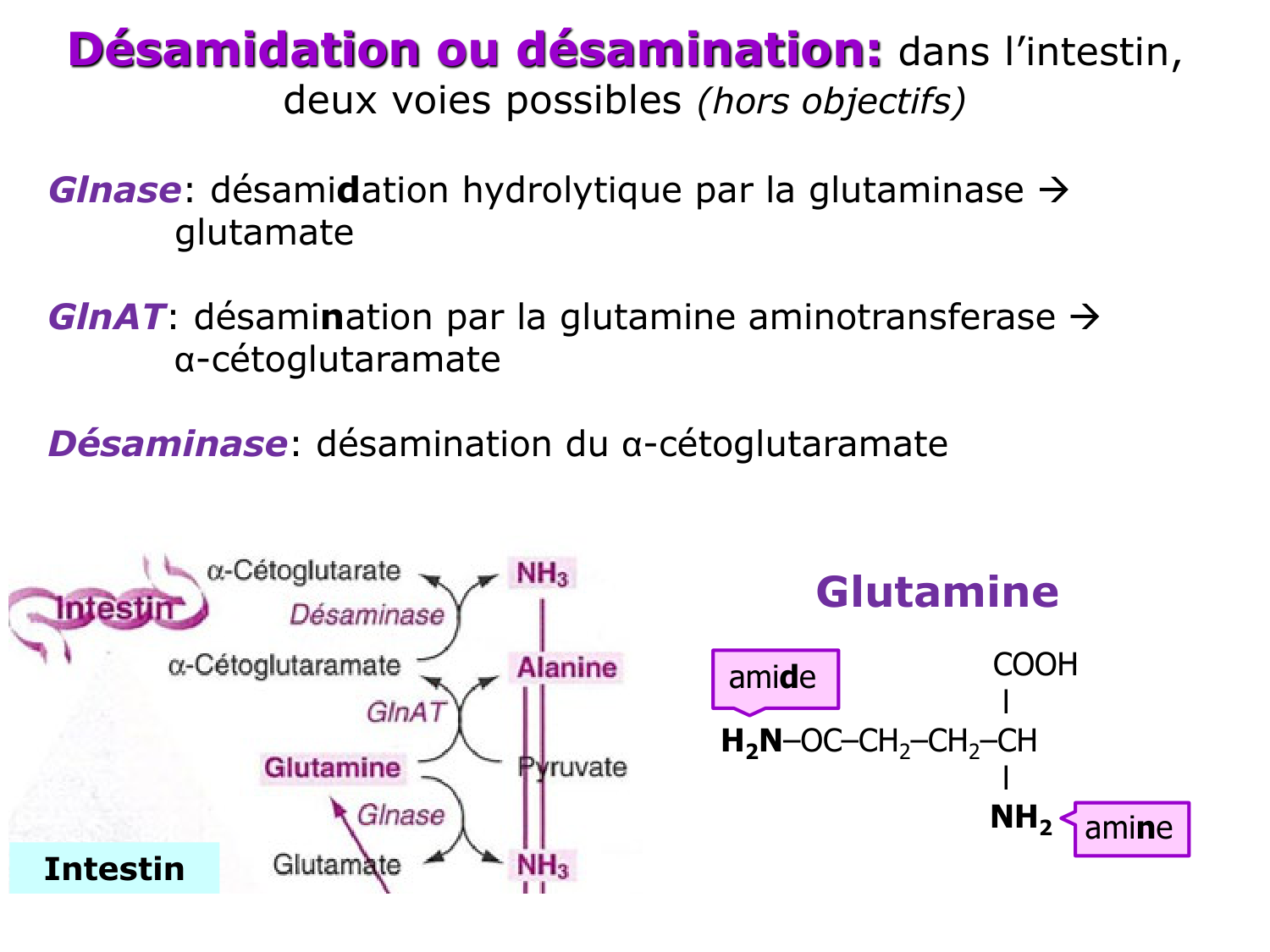 Métabolisme de l’azote page 28