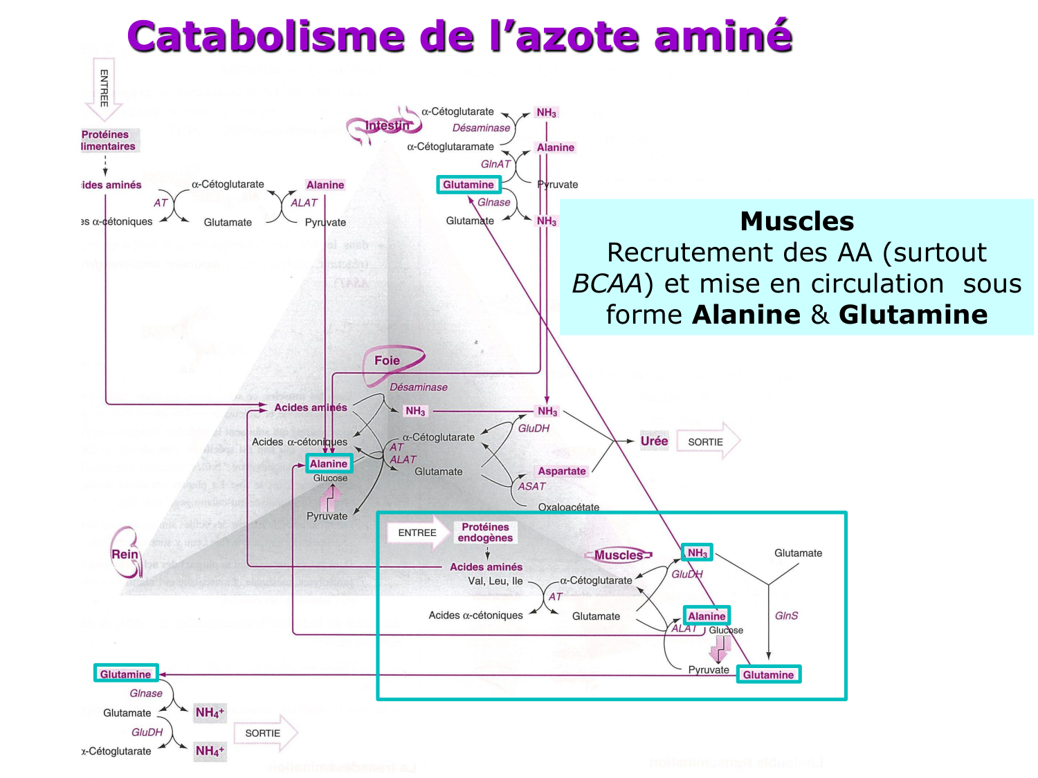 Métabolisme de l’azote page 29
