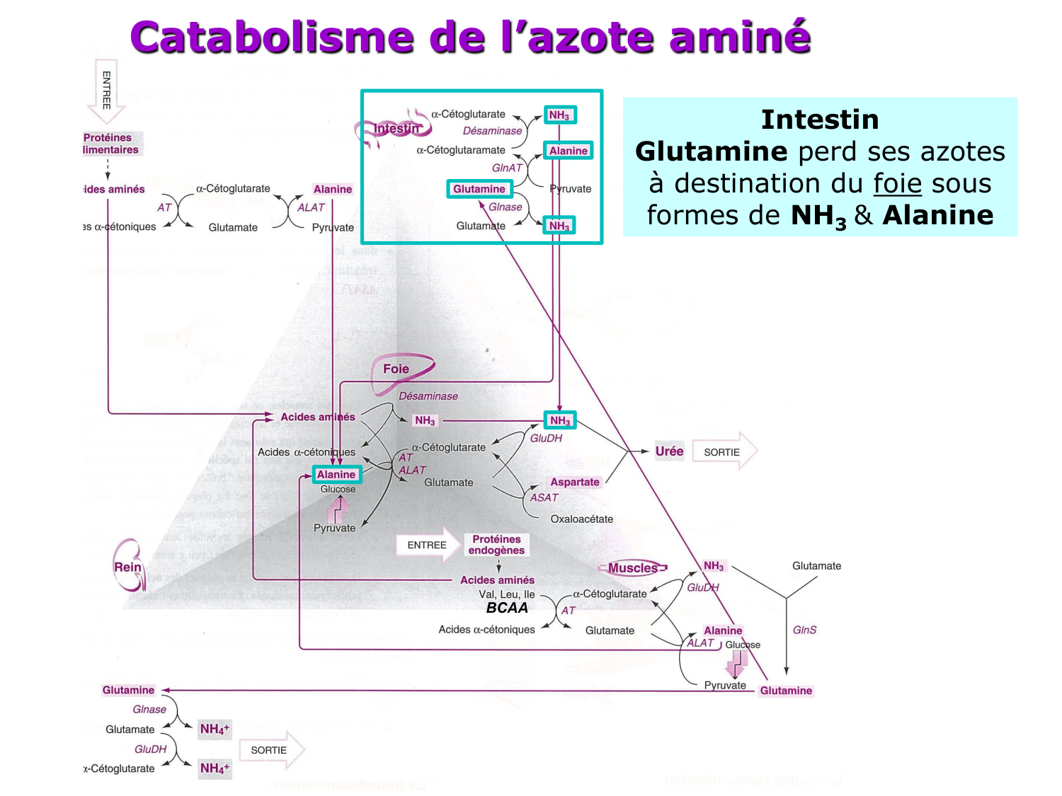 Métabolisme de l’azote page 30