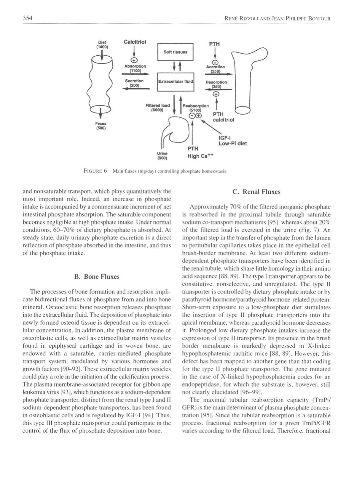 Physiologie calcium-phosphate page 10