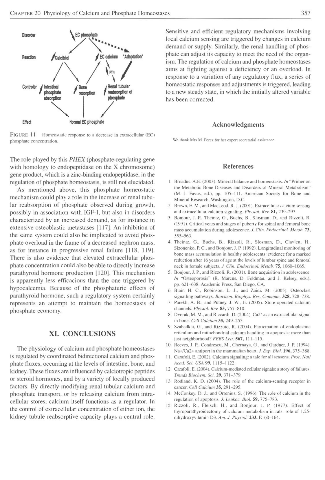 Physiologie calcium-phosphate page 13