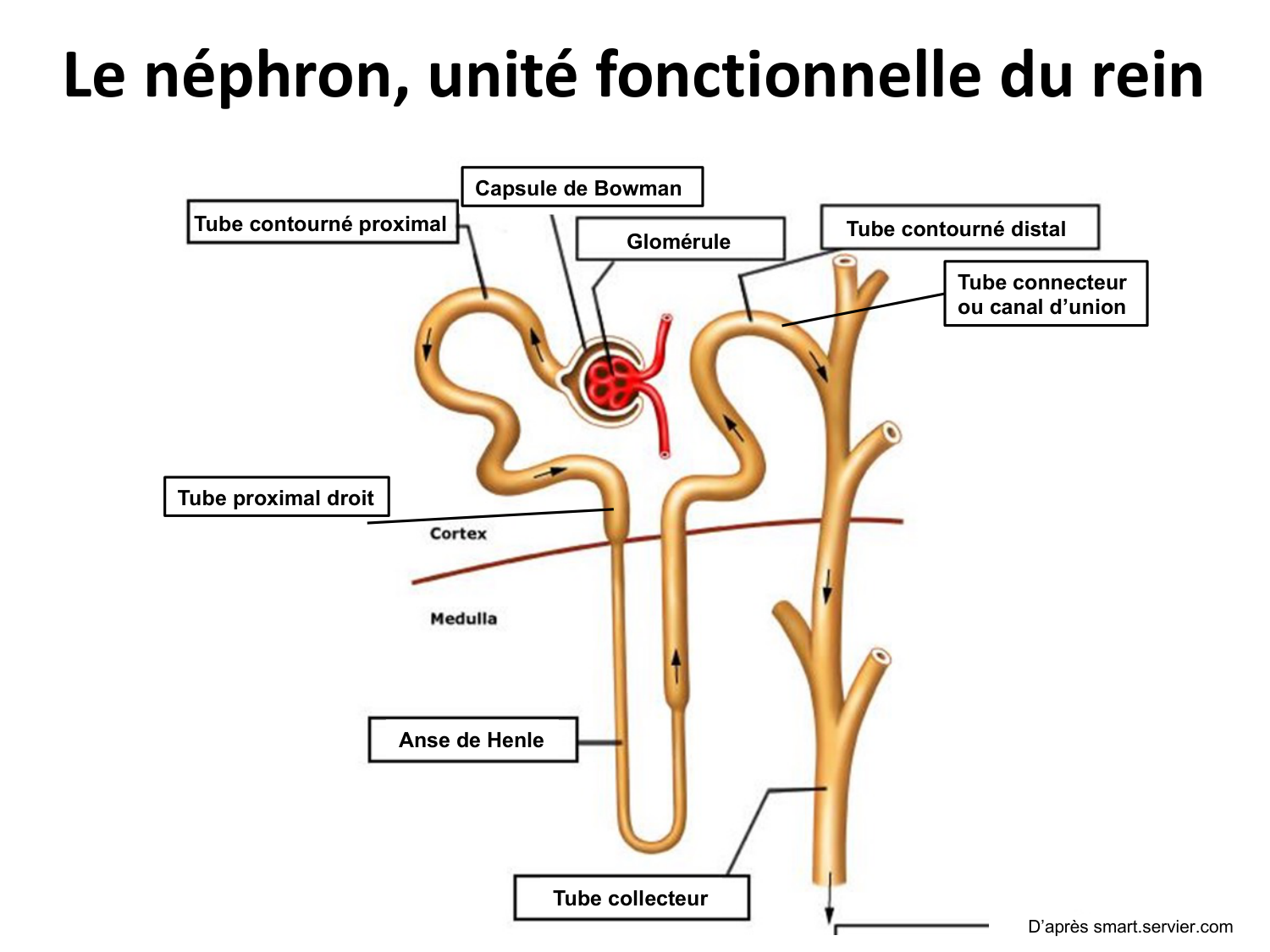 Système urinaire — introduction page 2