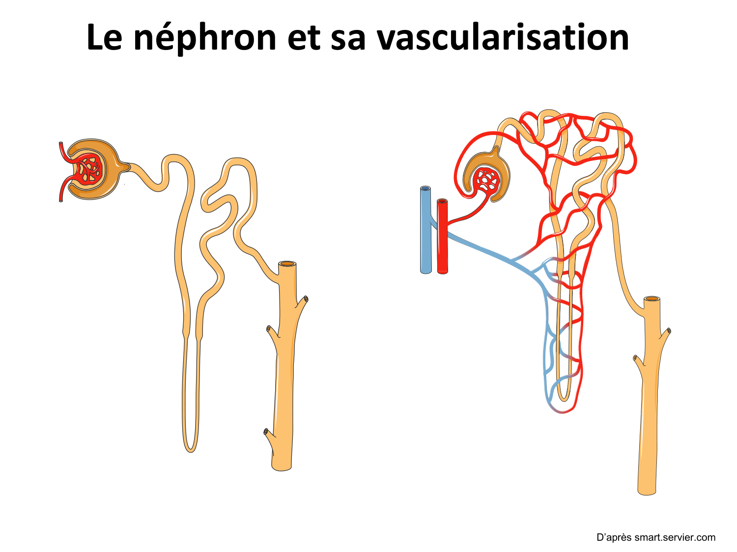 Système urinaire — introduction page 3