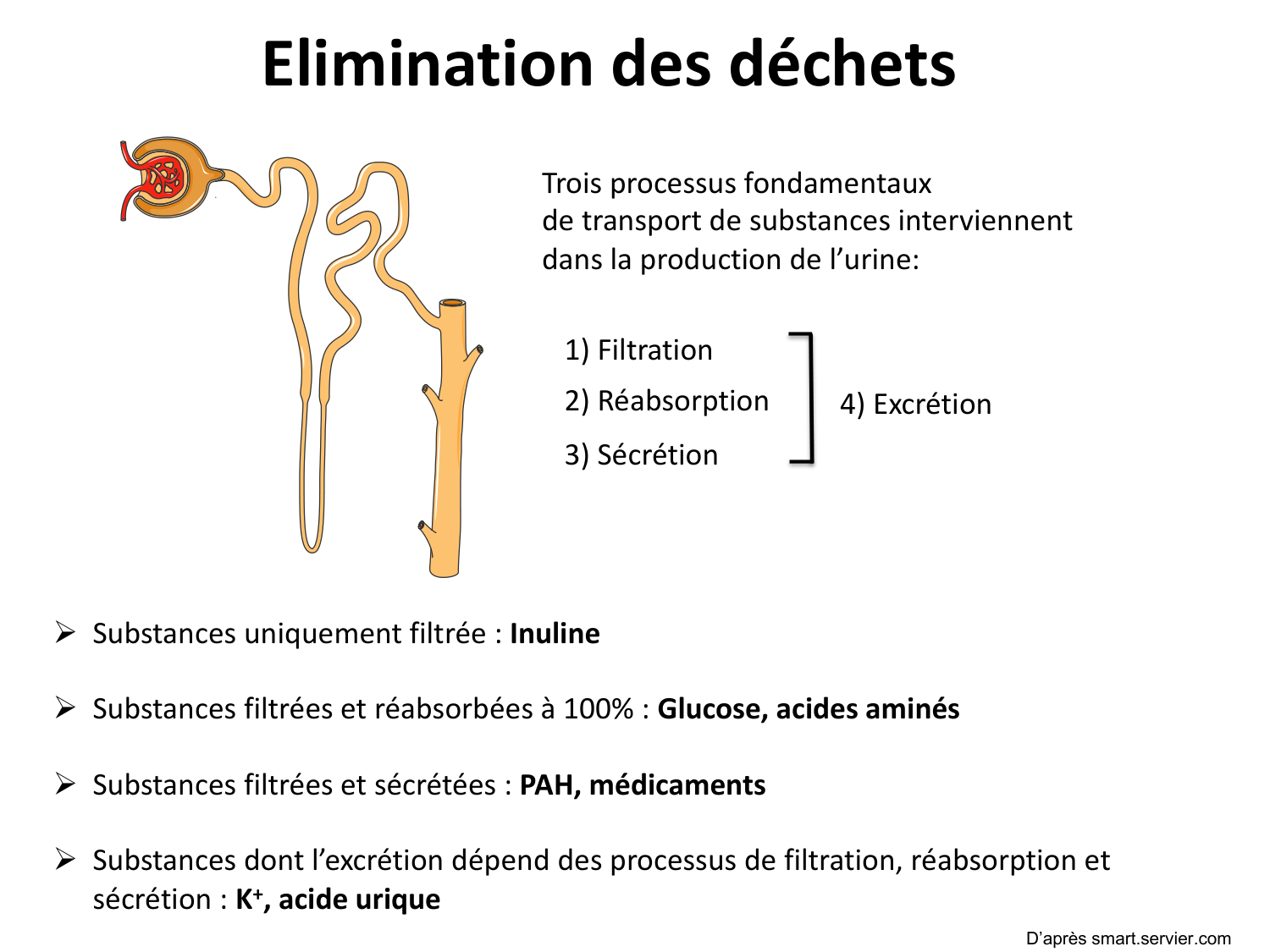 Système urinaire — introduction page 6
