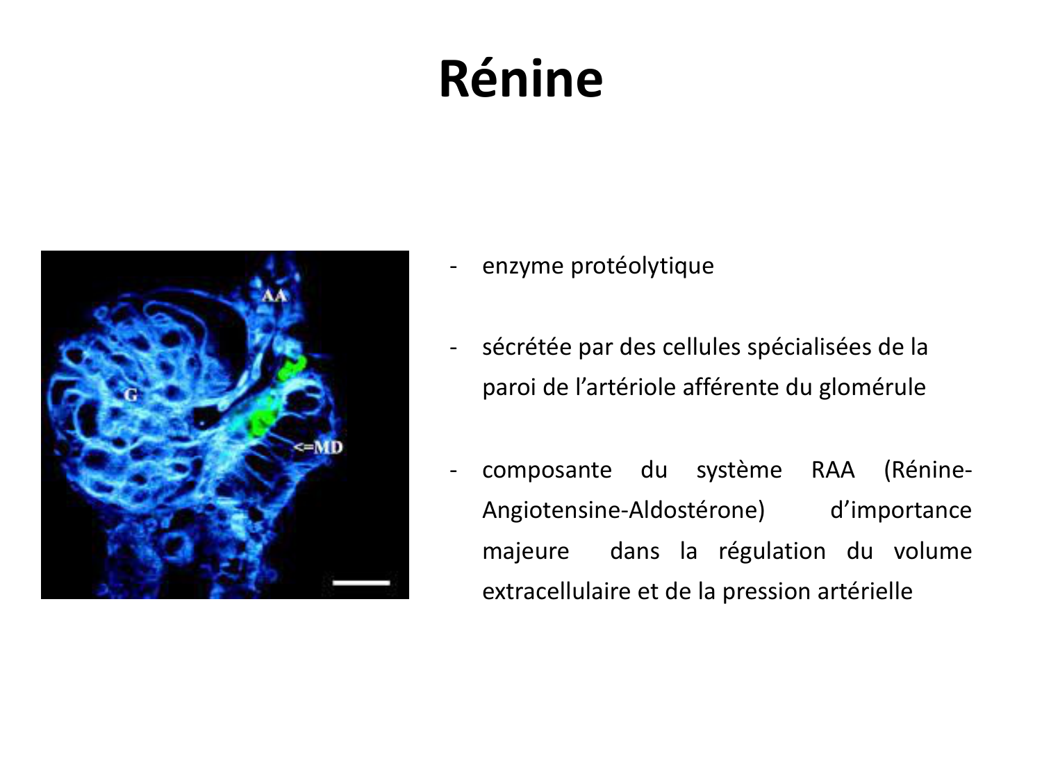 Système urinaire — introduction page 9