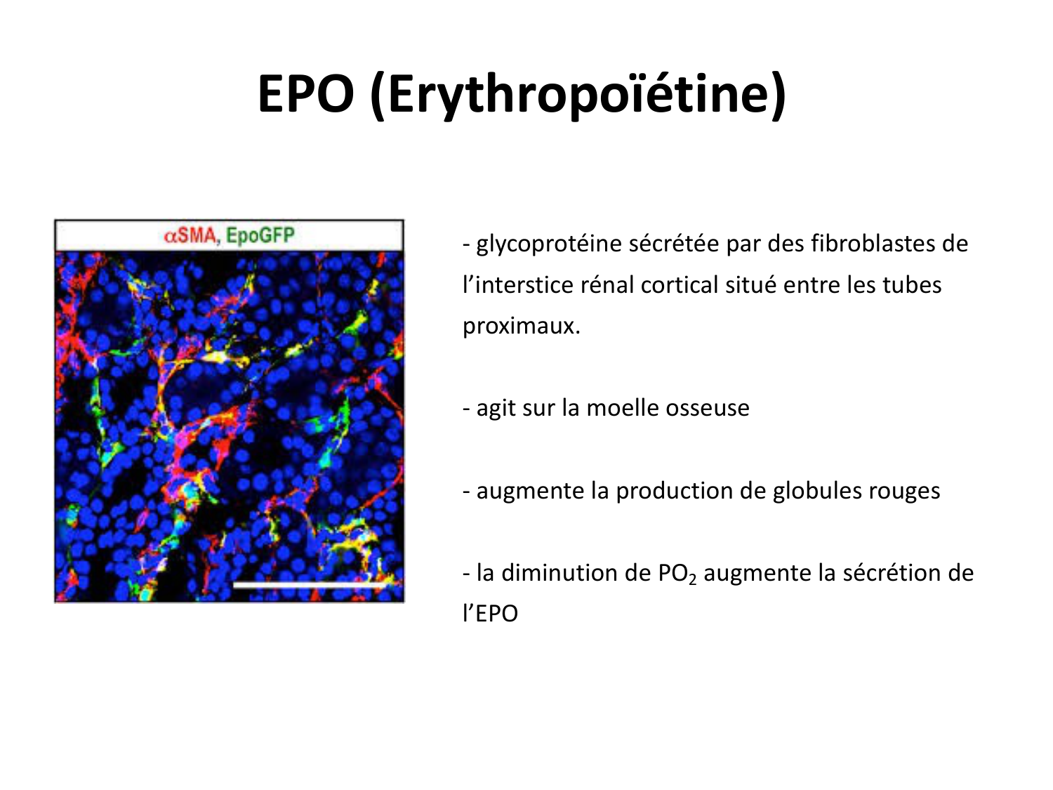 Système urinaire — introduction page 10